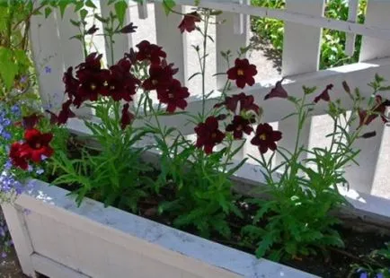 Salpiglossis - Vetőmagtermesztés, ha a növény palánták (csemeték) Salpiglossis - Vetőmagtermesztés, ha a növény palánták