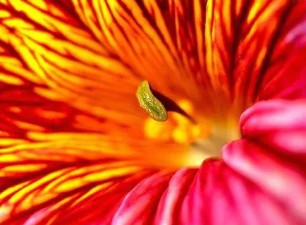 Salpiglossis növekvő magról kép (fotó) Salpiglossis növekvő magról képet
