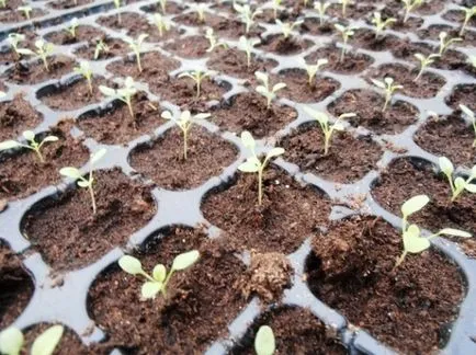 Salpiglossis - Vetőmagtermesztés, ha a növény palánták (magok) Salpiglossis - Vetőmagtermesztés, ha a növény palánták