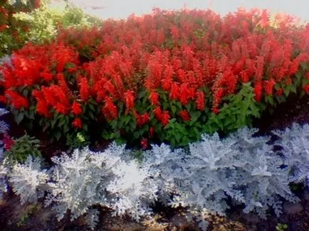 Salvia fotó színek - mikor és hogyan kell ültetni palánták