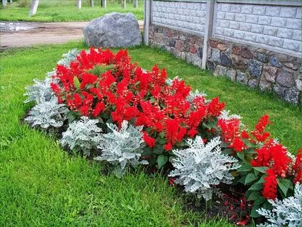 Salvia fotó színek - mikor és hogyan kell ültetni palánták