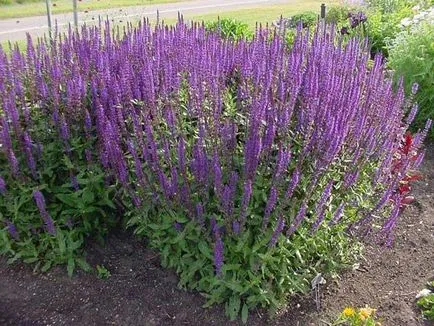 Salvia fotó színek - mikor és hogyan kell ültetni palánták