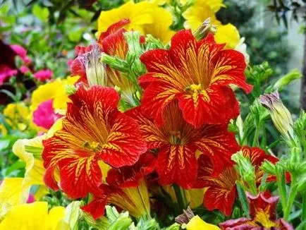 Salpiglossis növekvő magról képet és a reprodukció