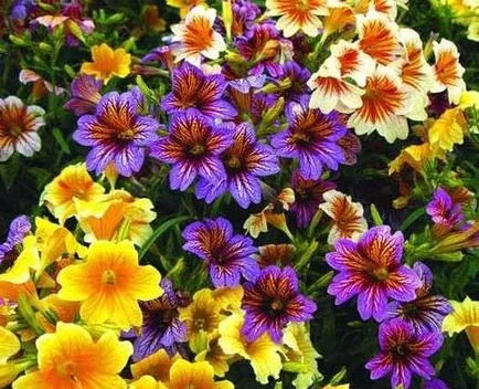 Salpiglossis termesztése fotó magvak (mag) Salpiglossis növekvő magról képet