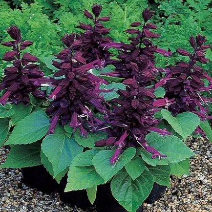 Salvia fotó színek - mikor és hogyan kell ültetni palánták