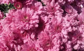 Titkok megfelelő gondozása cserepes krizantém (Chrysanthemum szoba Care börtönben színe lehet ültetni otthon feltétel) Titkok megfelelő ellátást a cserepes krizantémot