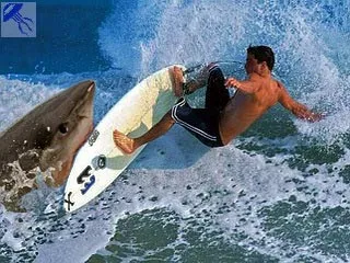 Szörf, szörfözés, kite szörfözés, wakeboard, Skimboarding és más vízi sportok