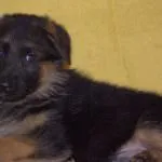 Kölykök Német juhászkutya (50 fotó) néz 3 hét, ami valóságos, leírás, videó
