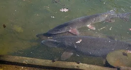 Pike március