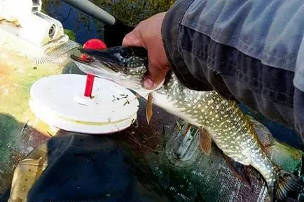 Pike a bögrék utasításokat összegyűjtésére felszerelés és technika fogása (csuka) Pike a bögrék utasításokat összegyűjtésére fogaskerék és a halászati technikák