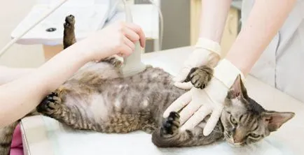 Meddig tart megy terhes macska először, hónap (járás) Meddig tart megy terhes macska először, hónap