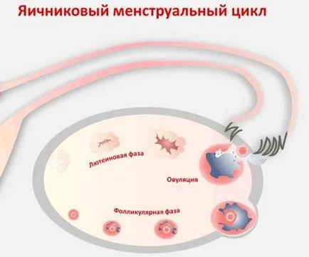 Mekkorák a lány és a menstruációs ciklust (a lány a múlt hónapban) Meddig egy lány időszakok és a menstruációs ciklus