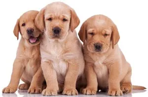 Kutya Labrador Labrador retriever leírás, jellegét és tartalmát a kutya