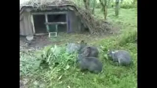 Karbantartás és ápolás a nyulak számára otthon