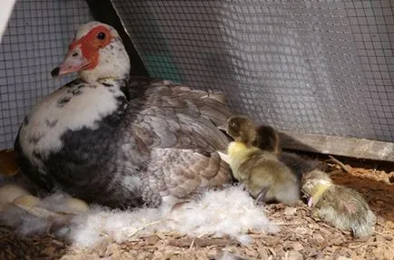 A tartalom a termesztés, tenyésztés kacsa otthon (ellátás) A tartalom a termesztés, tenyésztés kacsa otthon