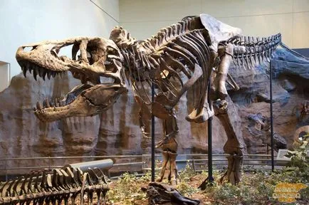 Mortal tyrannosaur Ti-Rex (Tyrannosaurus, T-Rex)