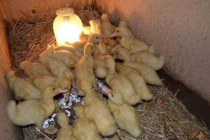 Tartalom, termesztés és tenyésztés kacsa a hazai (a tartalom) A tartalom a termesztés, tenyésztés kacsa otthon