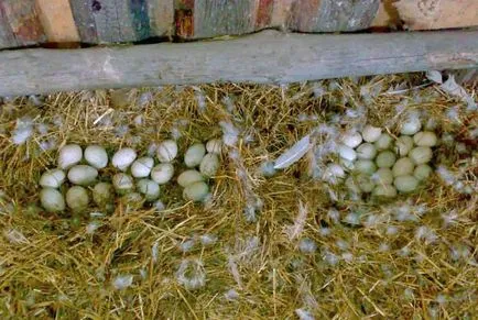 A tartalom a termesztés, tenyésztés kacsa otthon (kacsa) A tartalom a termesztés, tenyésztés kacsa otthon