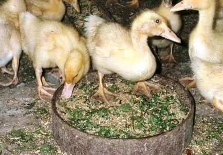 A tartalom a termesztés, tenyésztés kacsa otthon (ellátás) A tartalom a termesztés, tenyésztés kacsa otthon