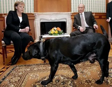elnökök Dogs