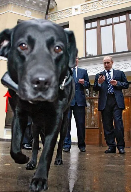 elnökök Dogs