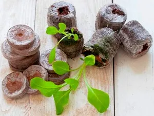 Tippek, hogyan kell merülni rendesen petúnia (Petunia) Tippek, hogyan kell merülni rendesen petúnia