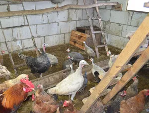 Megosztása a tartalmát csirkék és gyöngytyúk a tyúkól