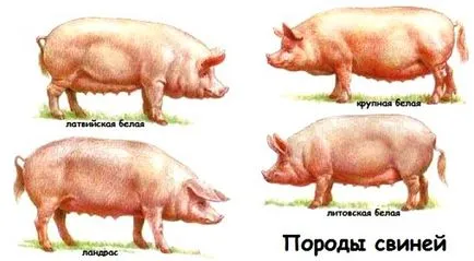 Tippek tenyészsertést otthon
