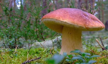 Álomértelmezés gomba, gomba álmok mit kell látni egy álom (álom értelmezése) Álomértelmezés gomba, gomba álmok mit kell látni egy álom