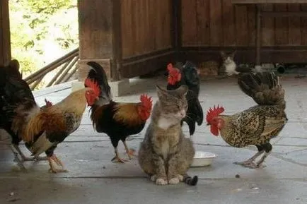 Tanácsok a tartalmi tojótyúkok kezdőknek (tanácsadás tartalmát tojótyúkok) A tartalom a tojótyúkok Tippek kezdőknek