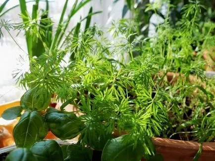 Tippek ültetés kapor, kedvező helyen és időben