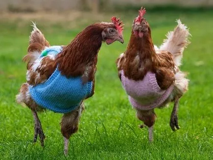 Tanácsok a tartalmi tojótyúkok kezdőknek (tipp) A tartalom a tojótyúkok Tippek kezdőknek
