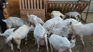 Ápolás és karbantartás kecske Ápolás és karbantartás kecske