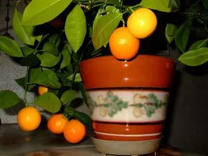 Hogyan növény otthon mandarin