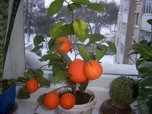 Hogyan növény otthon mandarin