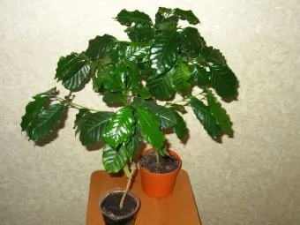 Arabica kávé otthoni gondozást Arabica kávé otthoni gondozást