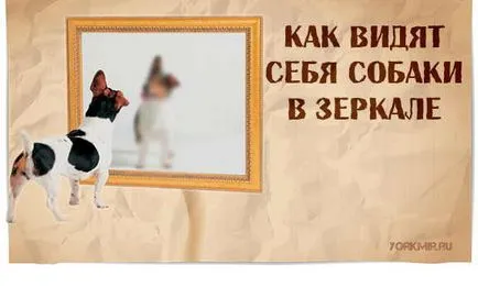 kutyák látás
