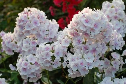 Hogyan növekszik phlox vetőmag Hogyan növekszik phlox vetőmag