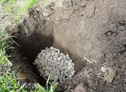 Hogyan növekszik phlox vetőmag Hogyan növekszik phlox vetőmag