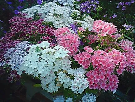 Hogyan növekszik phlox vetőmag Hogyan növekszik phlox vetőmag