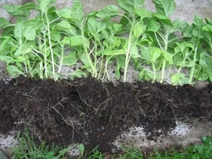 Hogyan növekszik phlox vetőmag Hogyan növekszik phlox vetőmag
