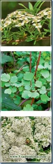 Spirea (a képen) - ápolási termesztés és növénytermesztés, a helyszínen a kertben, ház és a szobanövények