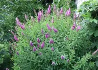 Spirea fő típusai fotókkal, funkciók gondozás és szaporítása