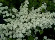 Spirea fő típusai fotókkal, funkciók gondozás és szaporítása