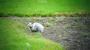 A kutya milyen fajta járt ceruza, a világ a kutyák és macskák