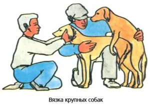 kutyák párzás, a másik