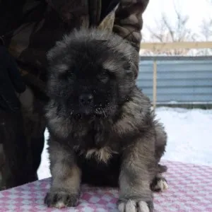 A kutya milyen fajta járt ceruza, a világ a kutyák és macskák