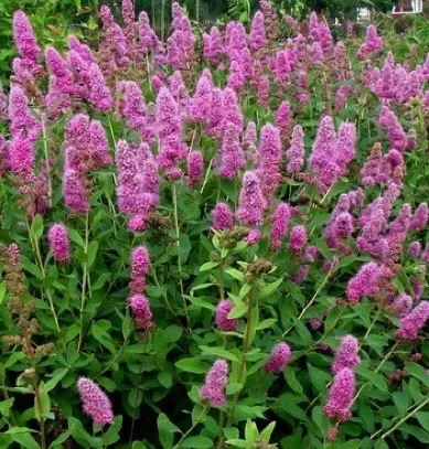 Spirea - ültetés, gondozás, szaporítás, fajták, mint a kertben