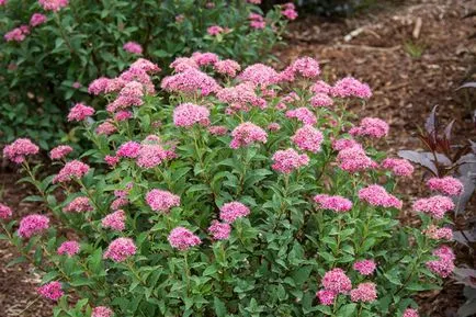 Spirea ellátás, metszés, szaporítás, fotó, növény kert