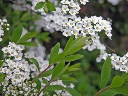 Spirea - ültetés, gondozás, szaporítás, fajták, mint a kertben